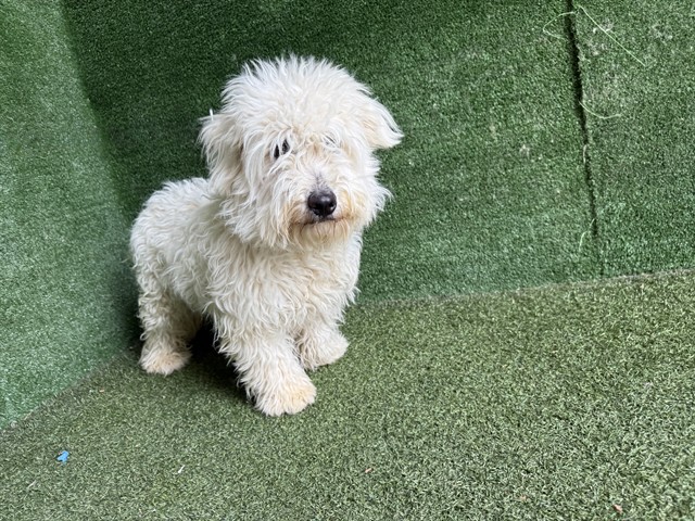 #A5770066
Male, white Havanese mix
10 months old.
PetHarbor.com/pet.asp?uaid=L…