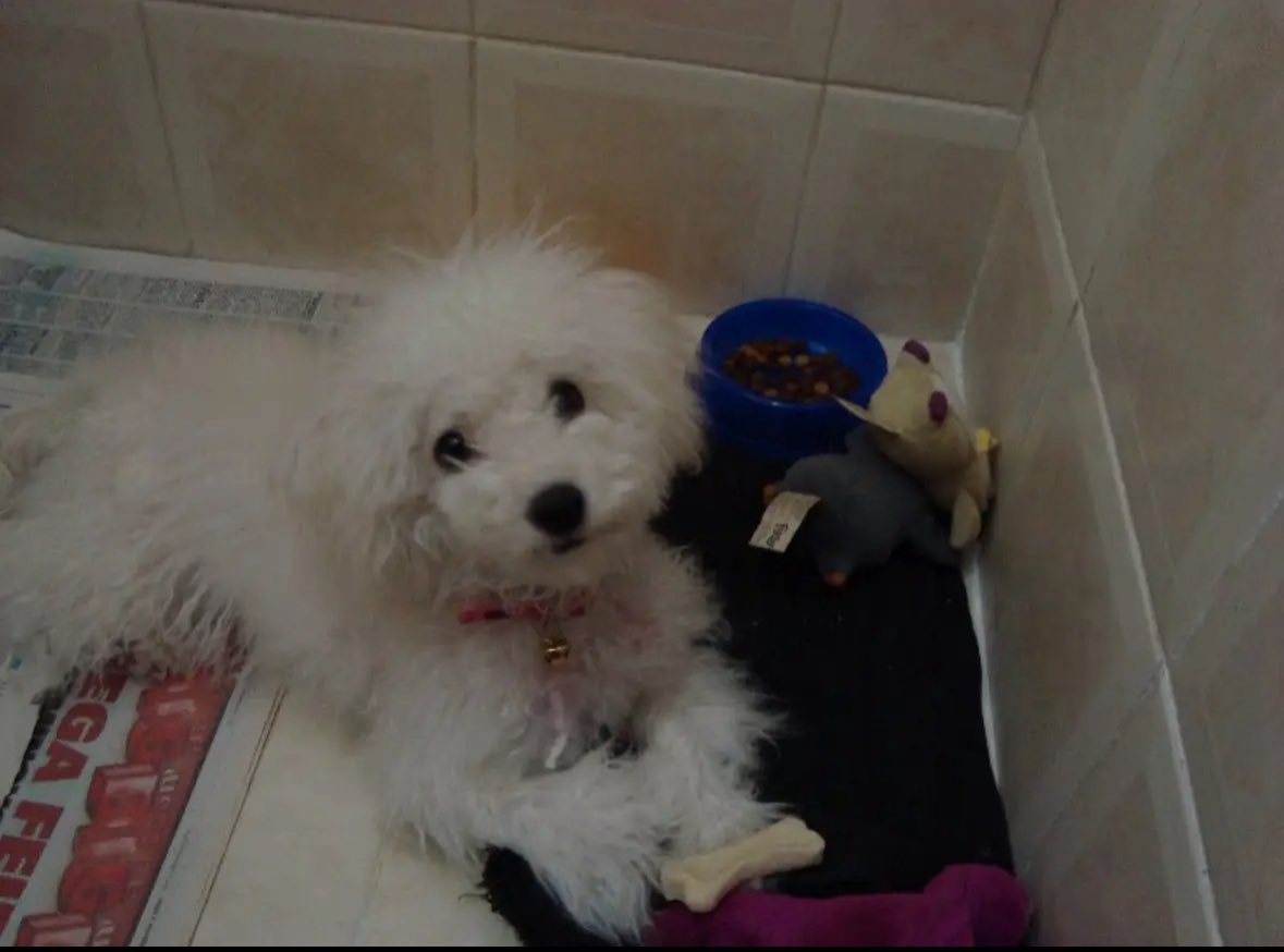 Beatriz Rosenburg tweet media