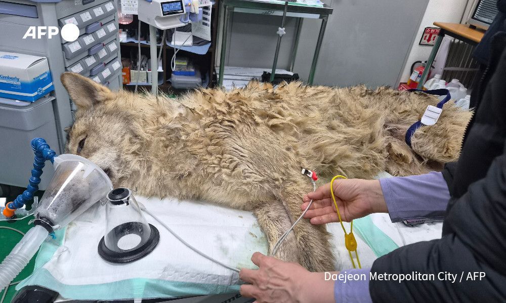 AFP News Agency tweet media