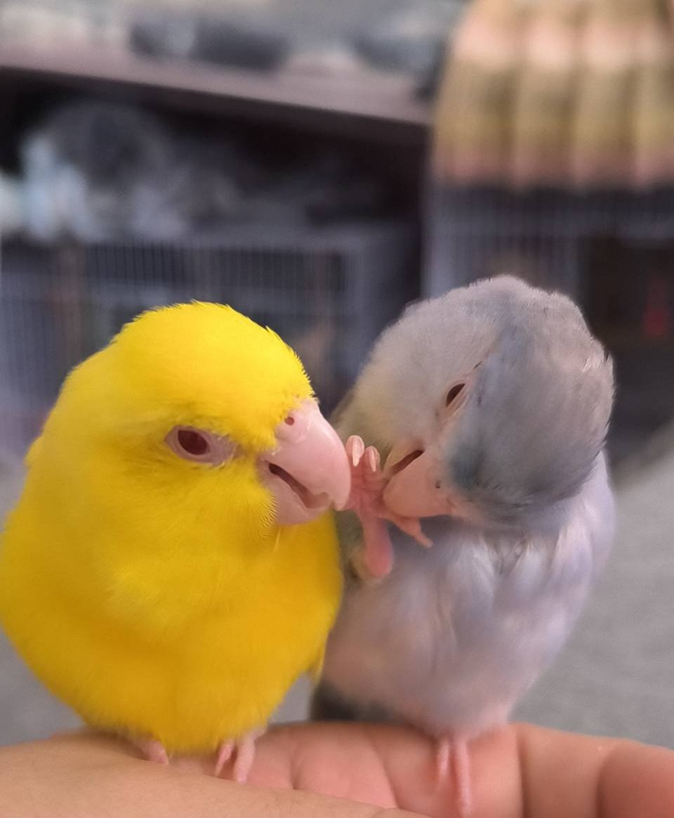 ゆずきもち@ColorSing tweet media