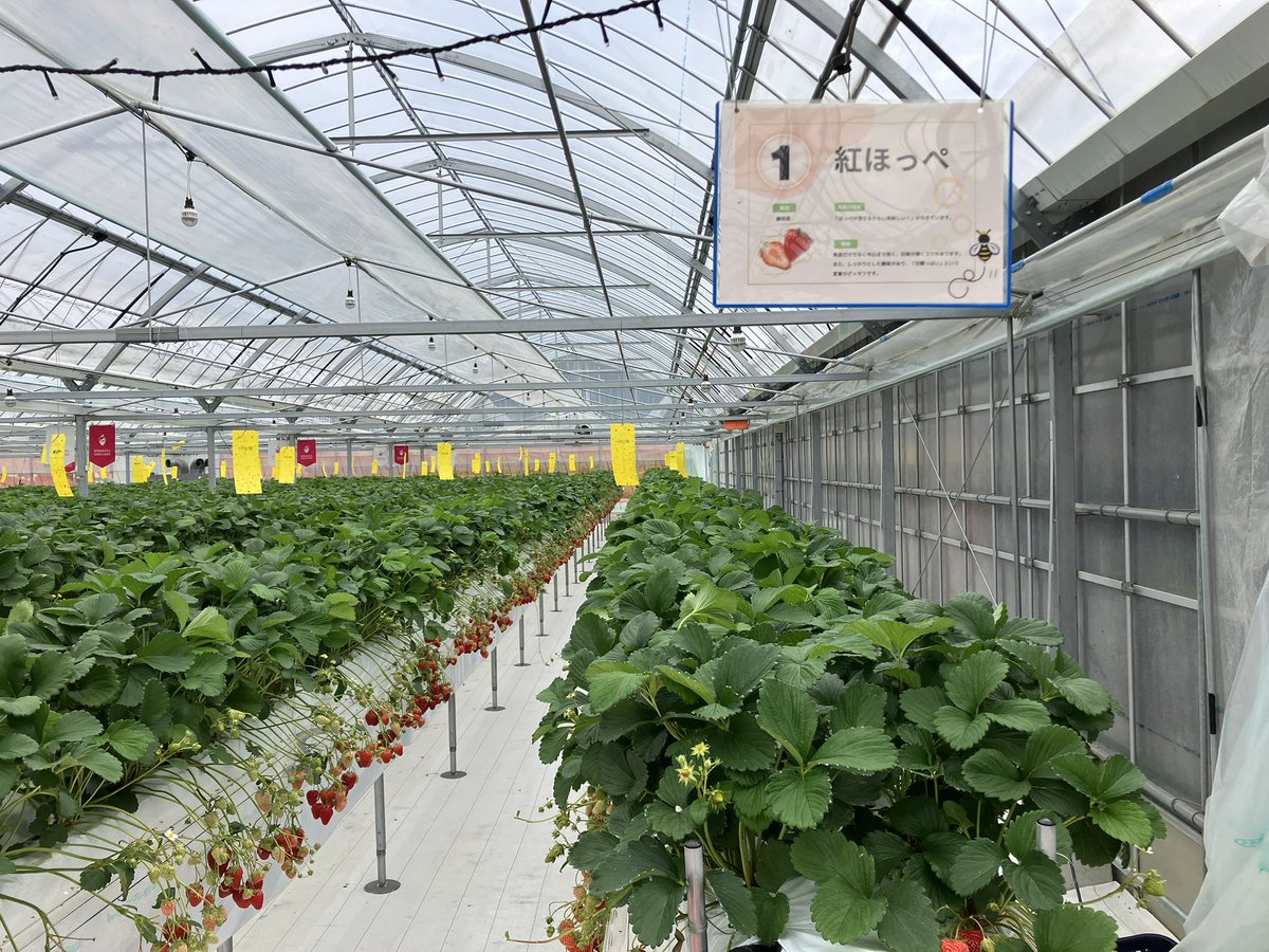 青腹巻きのとっつあん(ＨＮ) tweet media