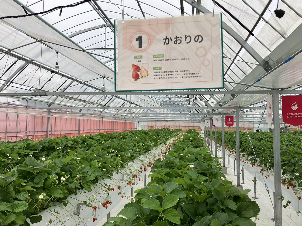 青腹巻きのとっつあん(ＨＮ) tweet media