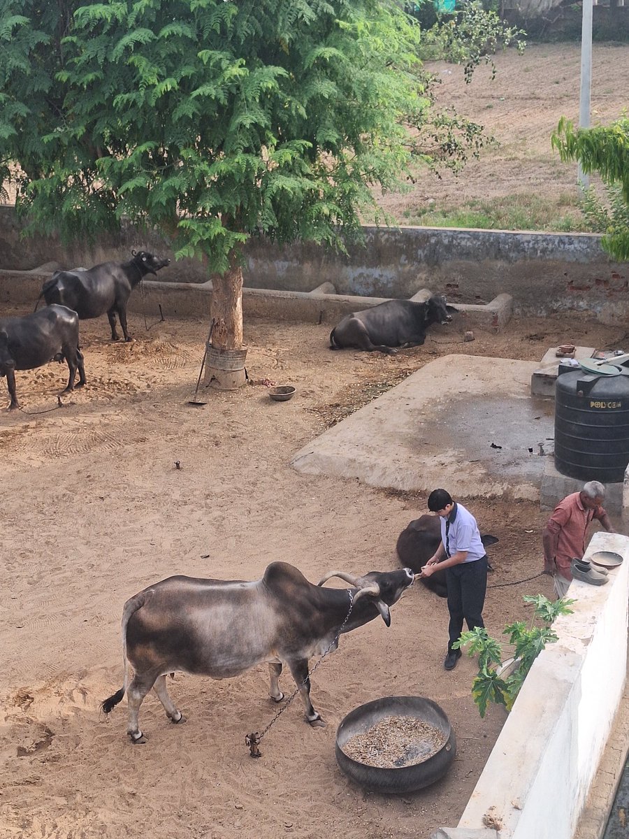 <a href="/YssSpeaks/">Young India Speaks</a> Gau Raksha is not a slogan, it’s a responsibility. Adopt, donate fodder, support your nearest gaushala today. #GauRakshaAbhiyan #DesiGaay #GauSeva