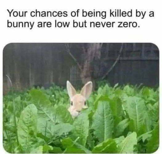 WHY YOU SHOULD HAVE A BUNNIES tweet media