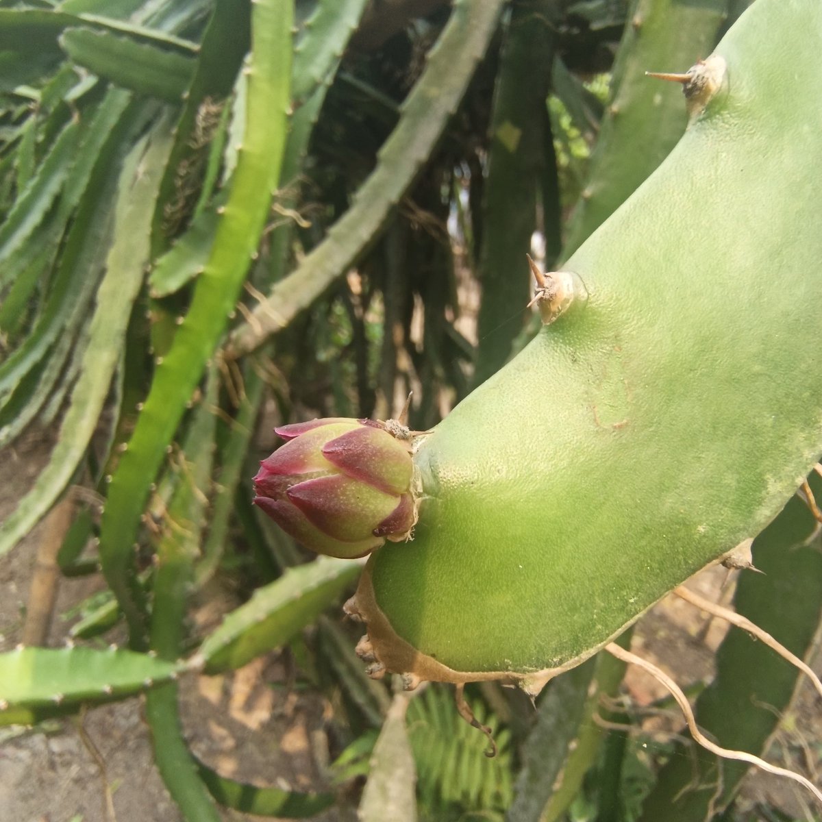 Proma Rahman tweet media