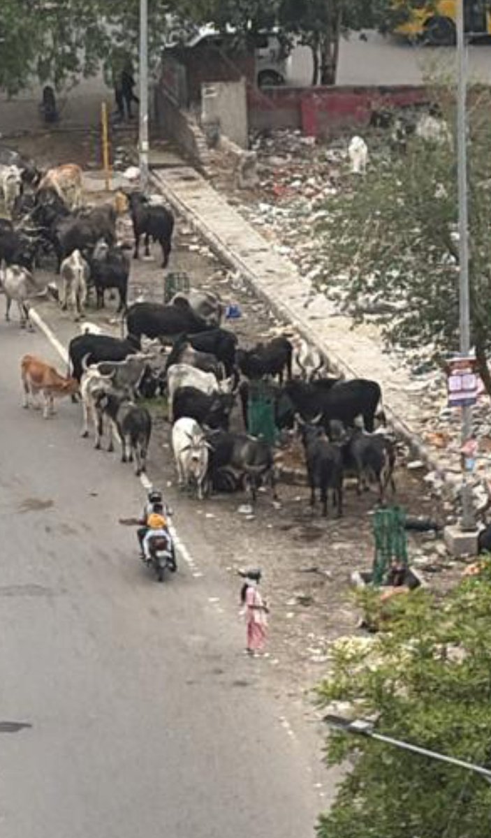 Dekumarp's tweet photo. Situation remain same, no changes found.

@LtGovDelhi https://t.co/QT6v0PwXWq