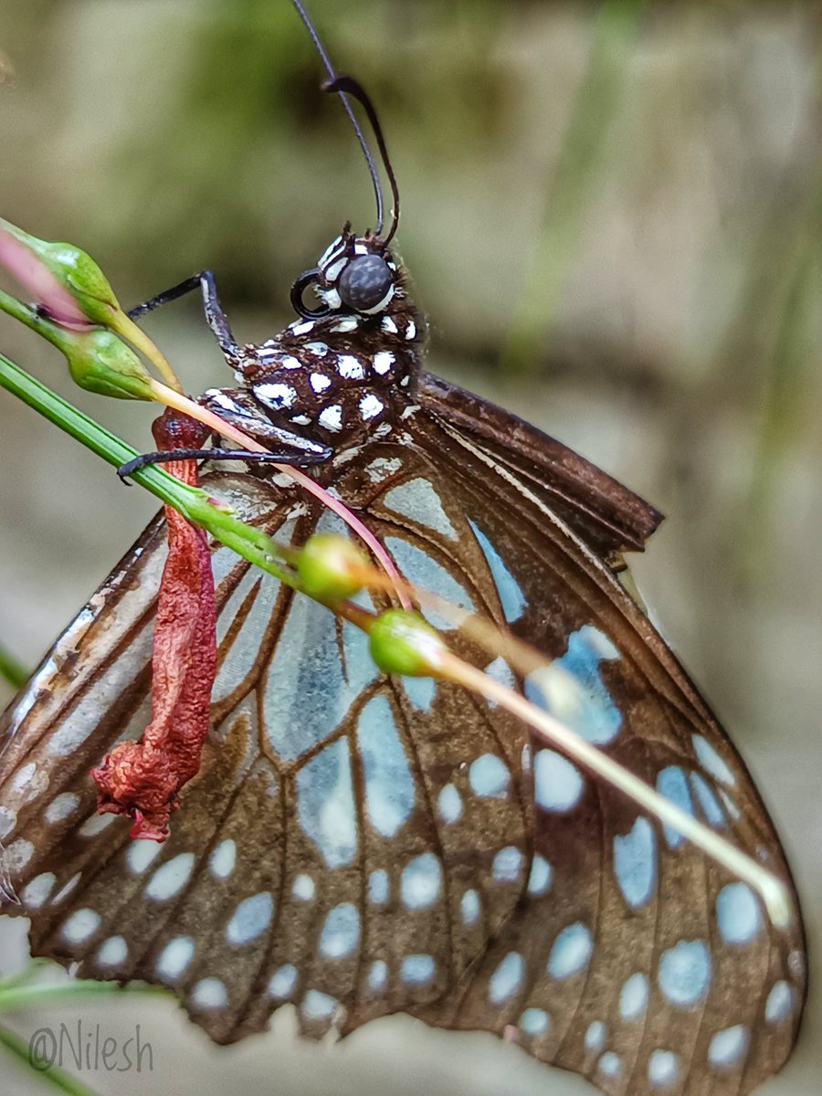 Blue Tiger butterfly 🦋 

#तितली_यात्रा