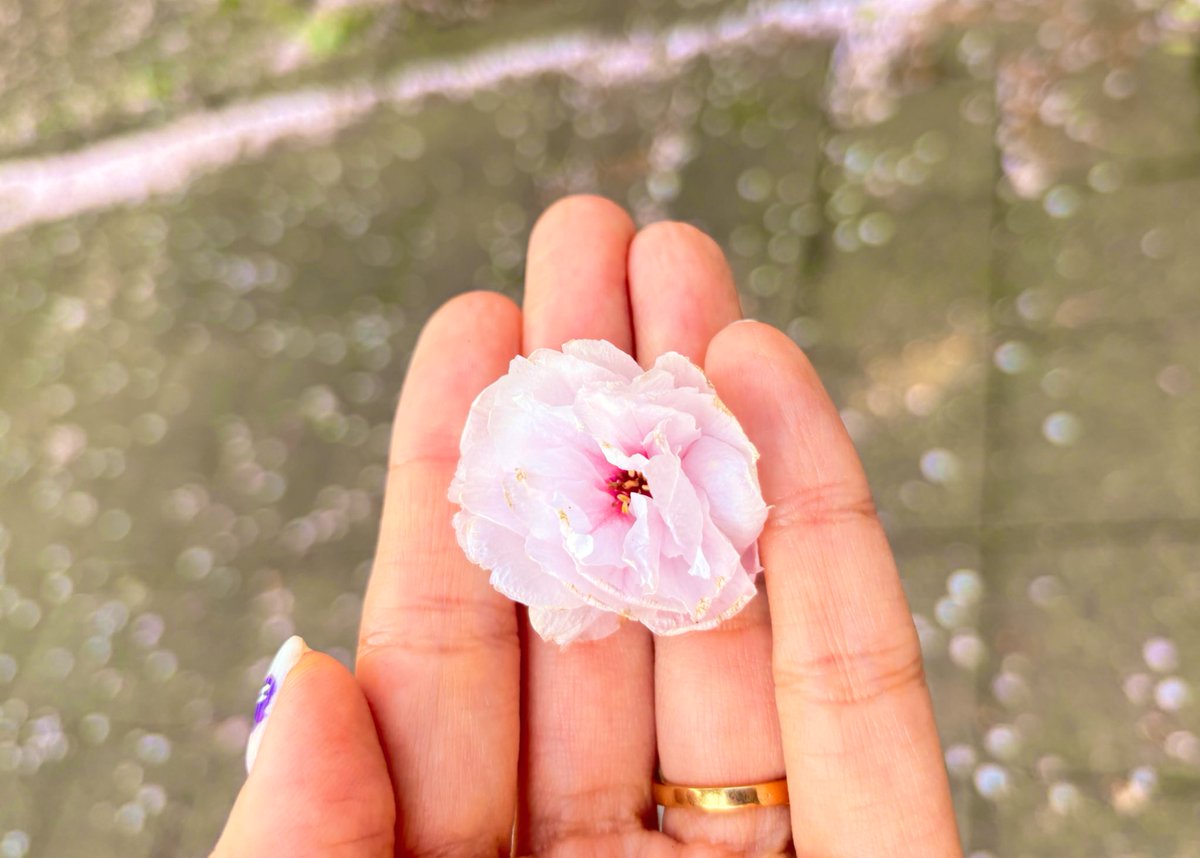 sesamin🇸🇬 ᴇᴄʜᴏ 🩵🩷💛нарру ¨̮‎♡ tweet media