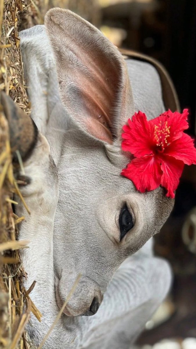 Seemi❣️ tweet media