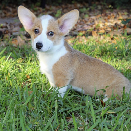 aggienole tweet media