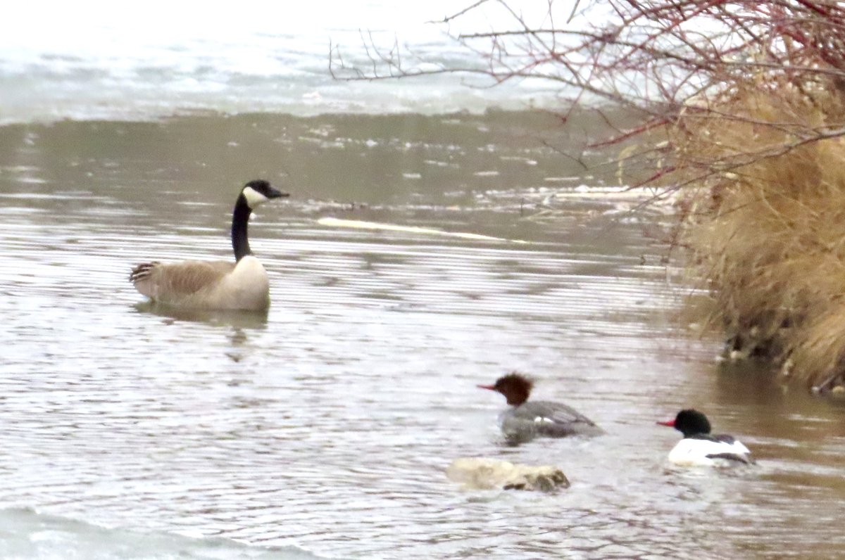 hapandcarol's tweet photo. #HAPPINESS is watching a pair of Mergansers trying to pass a male #Canadagoose.As the #Mergansers get close to the goose it won’t let them pass.They try again and again &amp; finally make a wide path to get around the goose &amp; continue on their way. https://t.co/OKay1iOiiJ