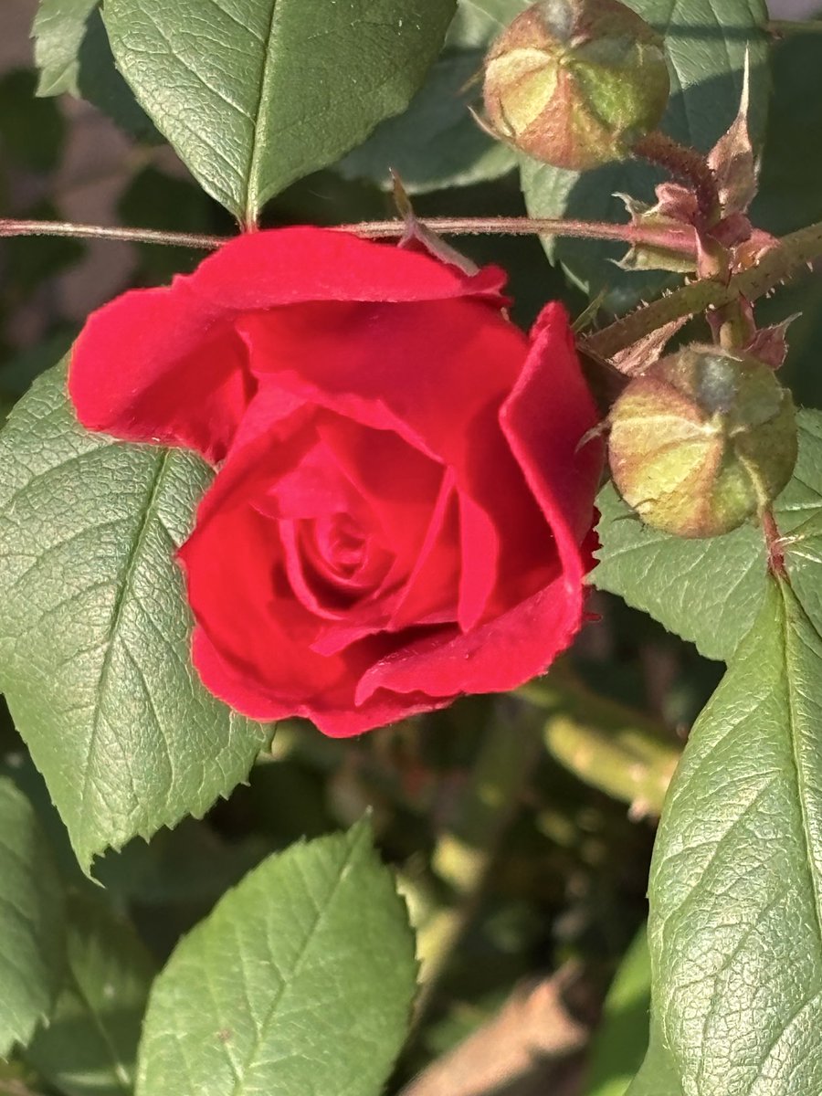 pargaien's tweet image. Share your flowers on this #Friday 

#theme_pic_India_flowers
#flowersonx