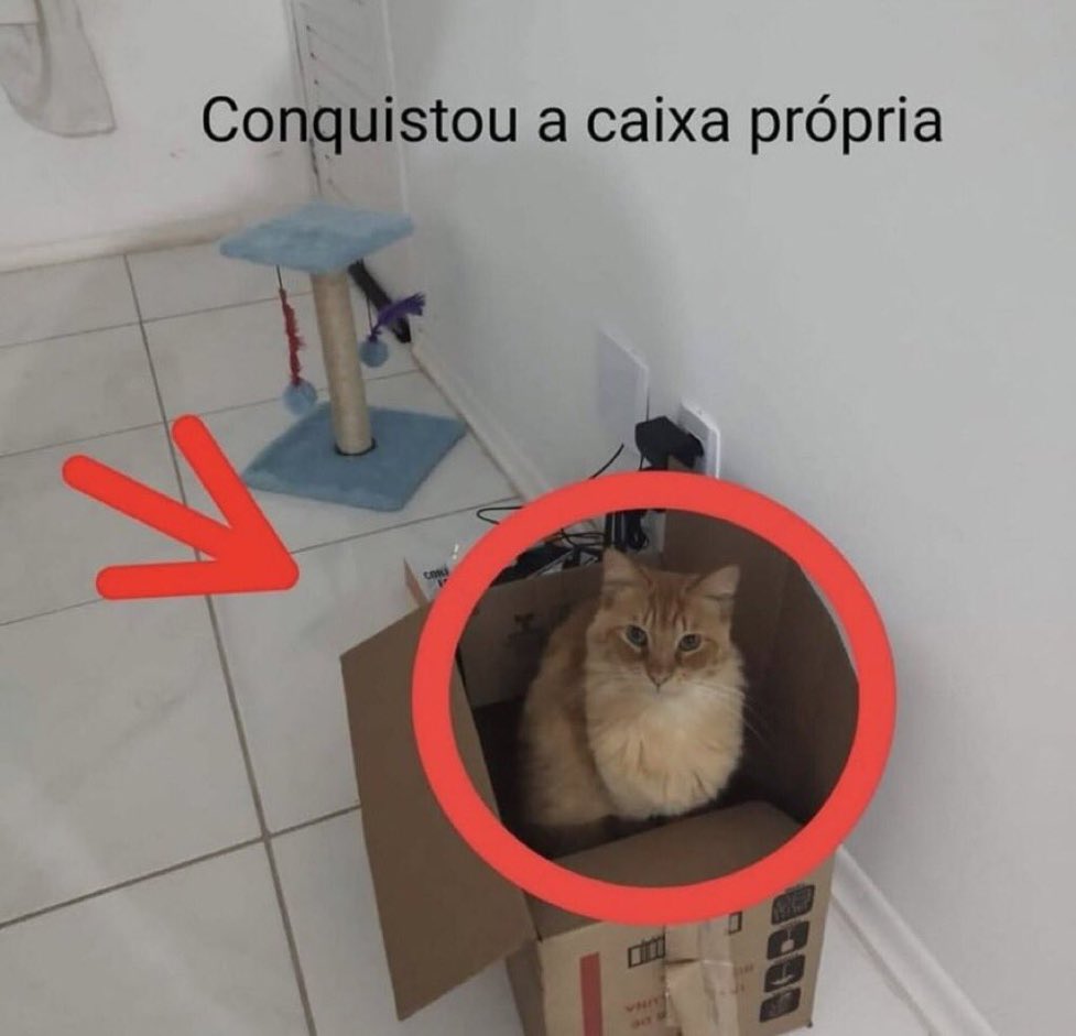 gatos fazendo gatices (@gatinarios) on Twitter photo 
