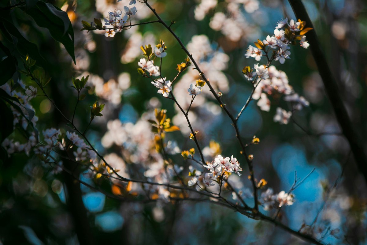 Good morning builders ☀️

Starting the day by catching up on the latest momentum from two ecosystems worth watching.

<a href="/permacastapp/">Permacast.app</a> continues gaining attention as more creators explore permanent content on Permaweb, with ongoing community activity and campaigns encouraging users