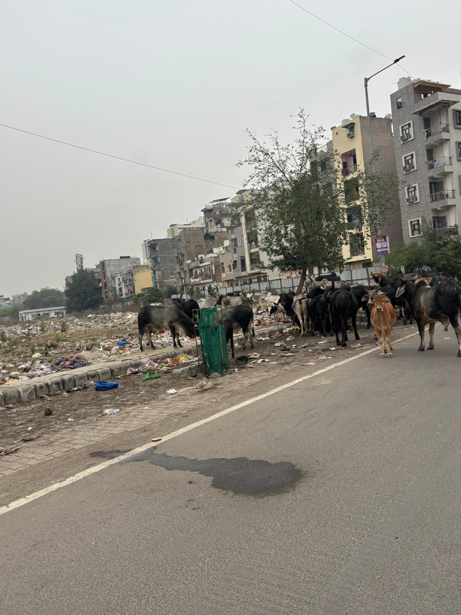 Dekumarp's tweet photo. Dear Municipal Team, despite previous reports, garbage spillage is still ongoing, causing animals to gather and traffic disruptions. Please escalate this urgently. Near Vegas mall, in front of Sky Tower, Dwarka Sector 14
@CAQM_Official 
@CPCB_OFFICIAL 
@LtGovDelhi 
@MCD_Delhi https://t.co/mdk0rGfwDx