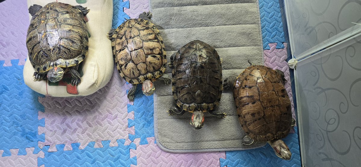 くえ🐢🐢🐢🐢 tweet media