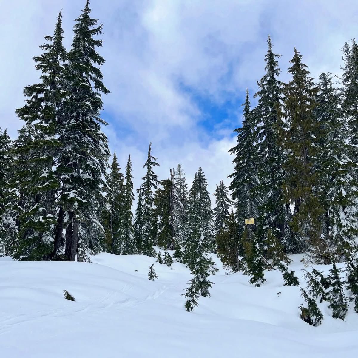 Hutchyman's tweet image. #Vancouver #spring #hiking @Mt_Seymour 🌲 ❄️ 🥾