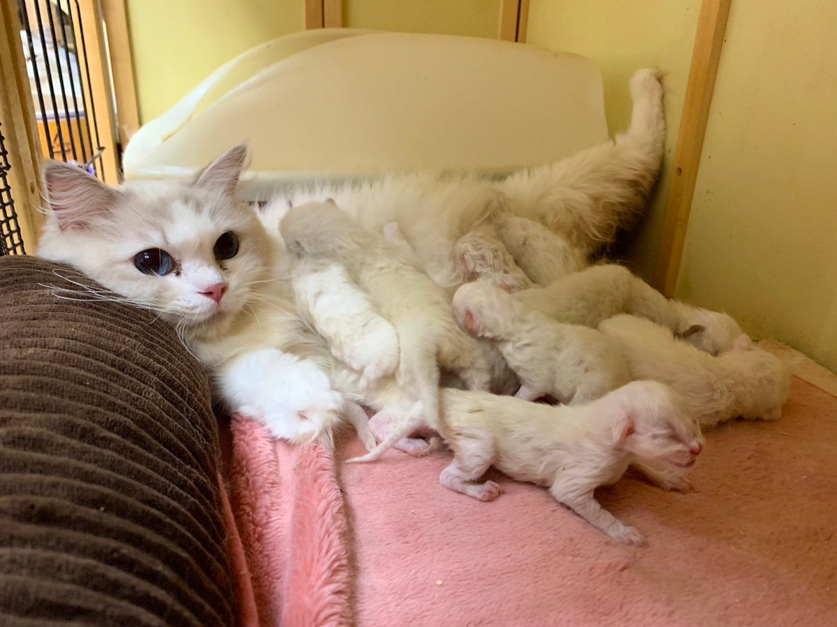 Ryoko❦ tweet media