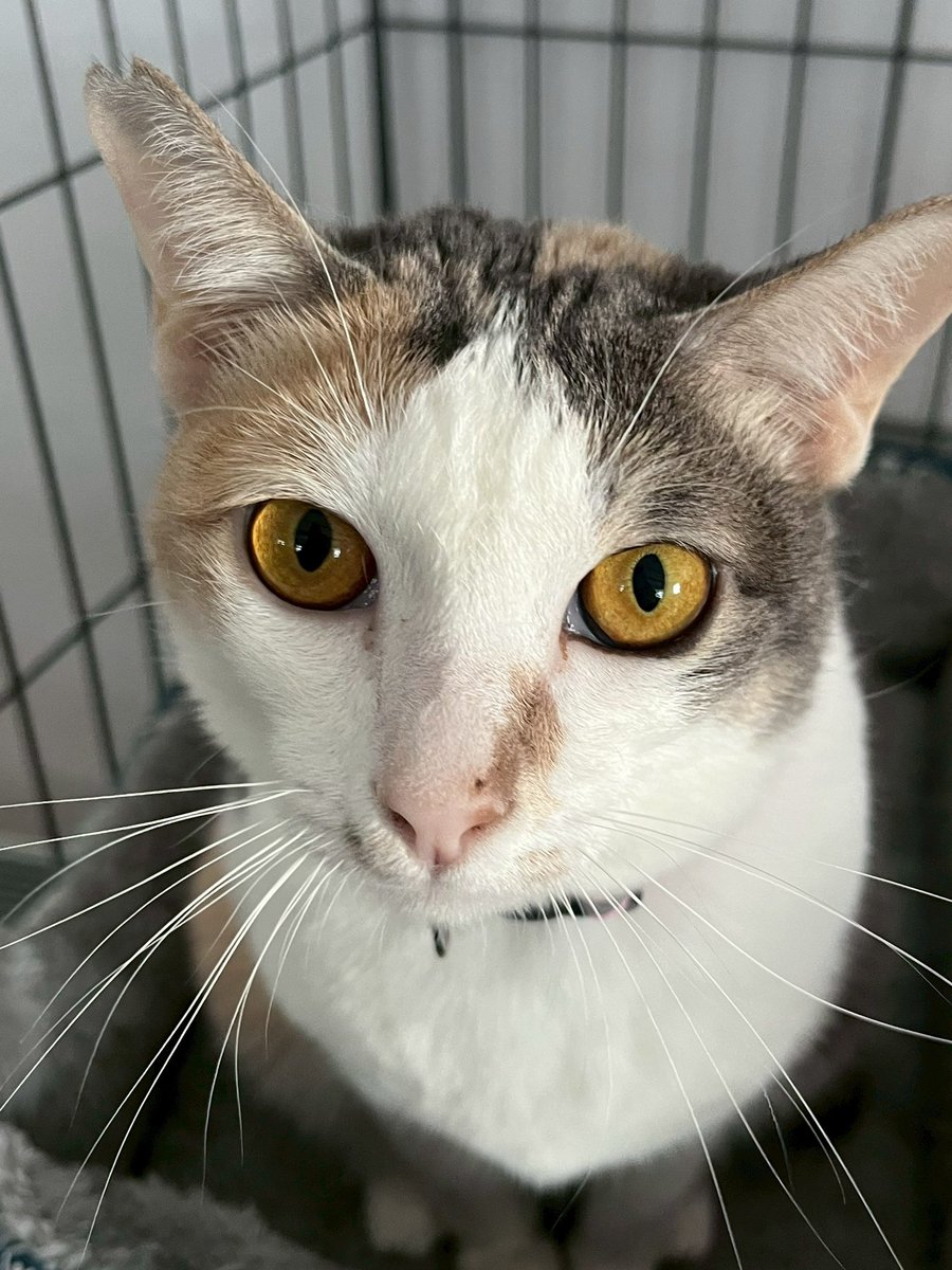 JohnJud | CUVET Animal Welfare Club tweet media