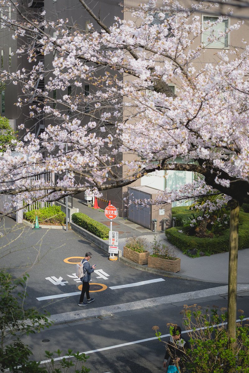 HangX360X's tweet image. 🌸🚶‍➡️
#photography #Zf