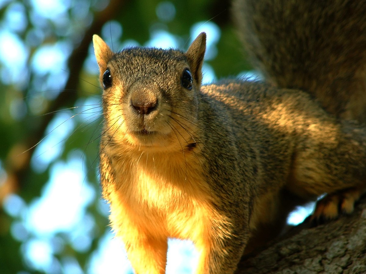 RandallArtWorks tweet media