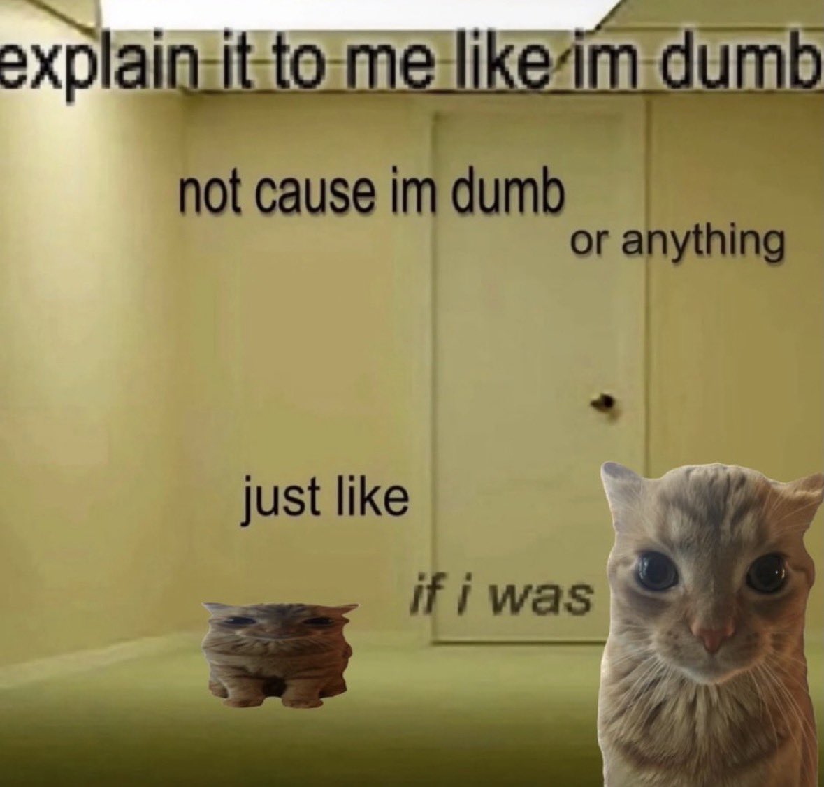 raccoon aesthetic. tweet media