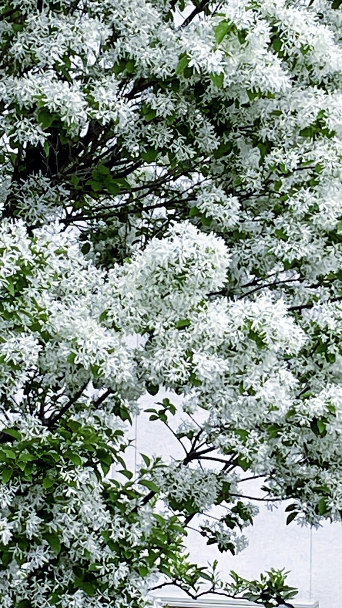 🌺りおん𓆉𓂃.𓈒𖡼𓂂 tweet media