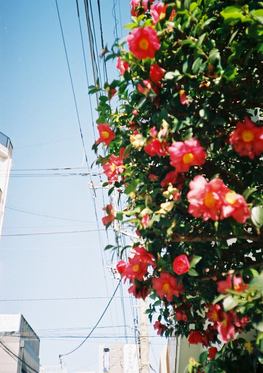 小井里 ゆか tweet media