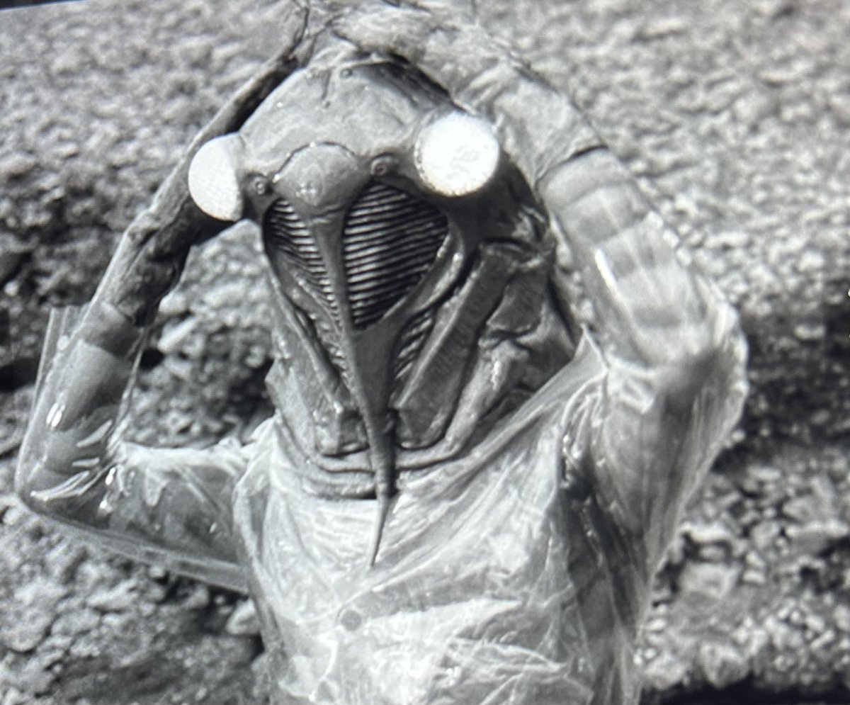 桜井浩子 tweet media