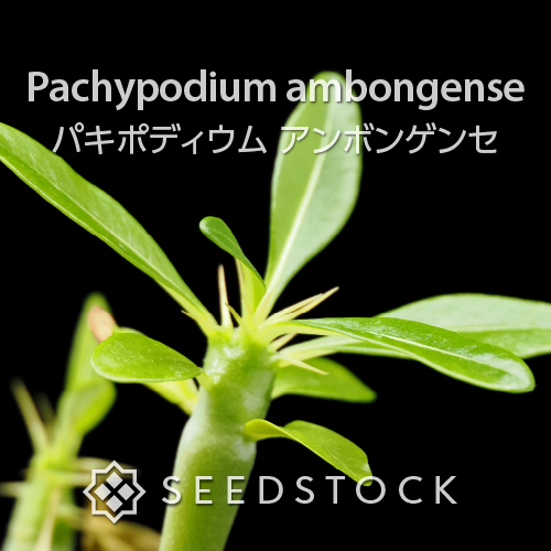 SEEDSTOCK (@seedstock_jp) / Posts / X