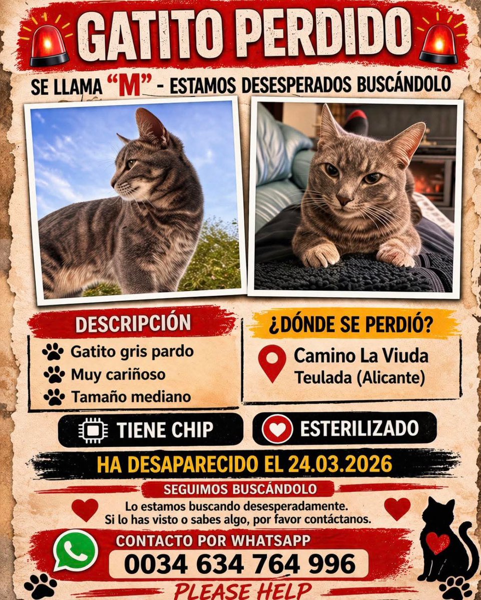 URGENTE GATO PERDIDO EN TEULADA (ALICANTE)