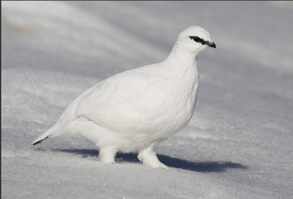 Ahrid (Rose Elmac) 🍉 tweet media