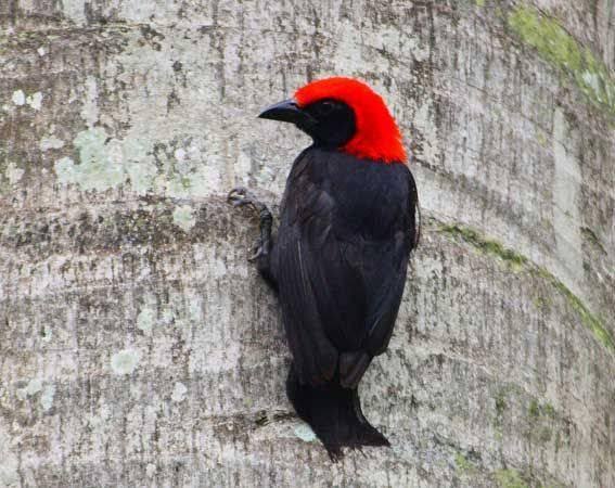 🔥PRIMO🔥 tweet media