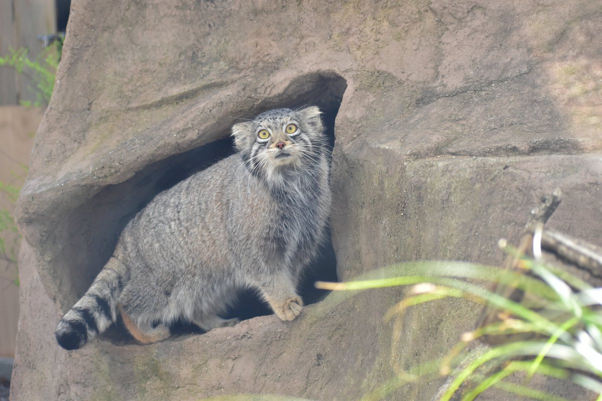埼玉県こども動物自然公園【公式】🐨 tweet media