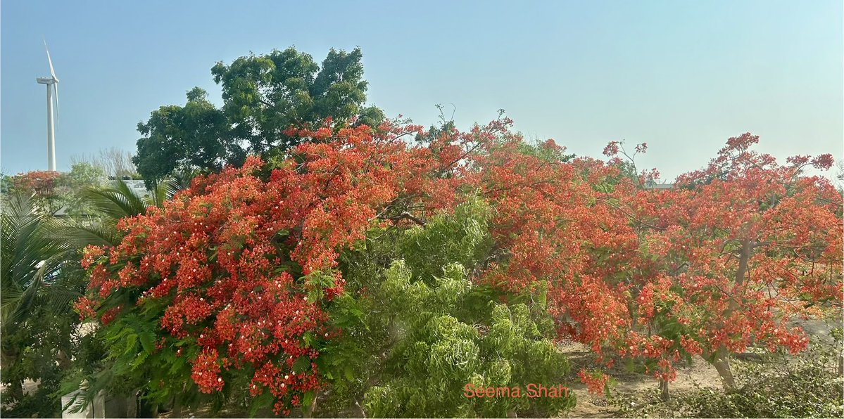 SeemaSh46712468's tweet image. आयेगी बहारें तो  अब के उन्हें कहेना  ज़रा इतना सूने 
हो मेरे गुल के बिना कहाँ उनका बहार नाम होता
गुलमोहर अगर तुम्हारा नाम होता.!!😍
“Flame Tree”
Finally Friday 
Share your picture for flowers on Friday,Lovely Day ahead ♥️🙋‍♀️
#Sclick
#theme_pic_India_flower 
#Sऊवाच😍 
#FlowersOnX