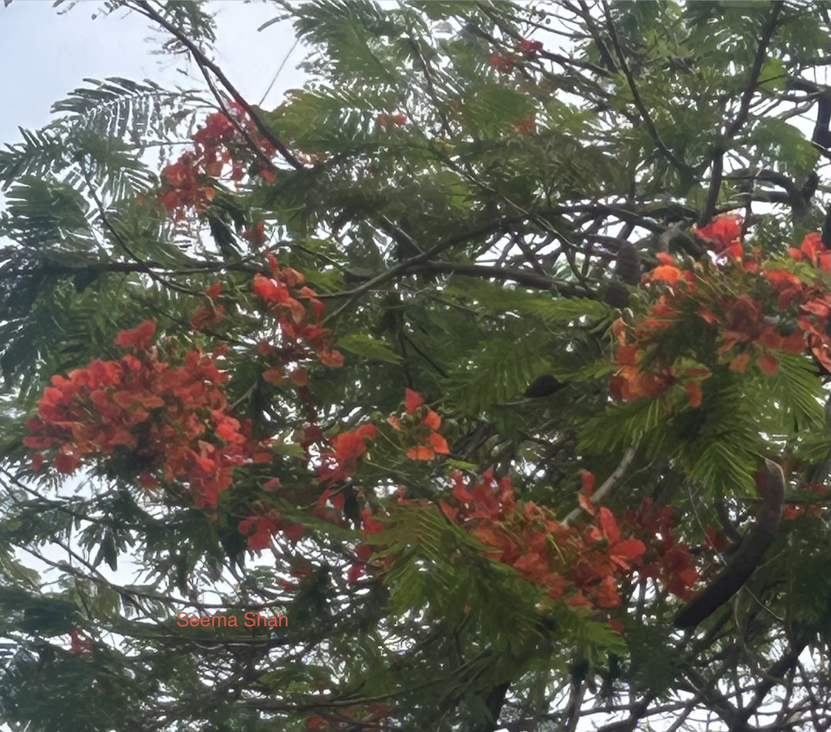 SeemaSh46712468's tweet image. आयेगी बहारें तो  अब के उन्हें कहेना  ज़रा इतना सूने 
हो मेरे गुल के बिना कहाँ उनका बहार नाम होता
गुलमोहर अगर तुम्हारा नाम होता.!!😍
“Flame Tree”
Finally Friday 
Share your picture for flowers on Friday,Lovely Day ahead ♥️🙋‍♀️
#Sclick
#theme_pic_India_flower 
#Sऊवाच😍 
#FlowersOnX
