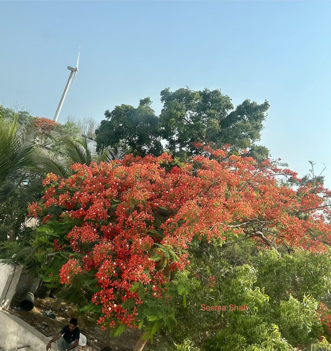 SeemaSh46712468's tweet image. आयेगी बहारें तो  अब के उन्हें कहेना  ज़रा इतना सूने 
हो मेरे गुल के बिना कहाँ उनका बहार नाम होता
गुलमोहर अगर तुम्हारा नाम होता.!!😍
“Flame Tree”
Finally Friday 
Share your picture for flowers on Friday,Lovely Day ahead ♥️🙋‍♀️
#Sclick
#theme_pic_India_flower 
#Sऊवाच😍 
#FlowersOnX