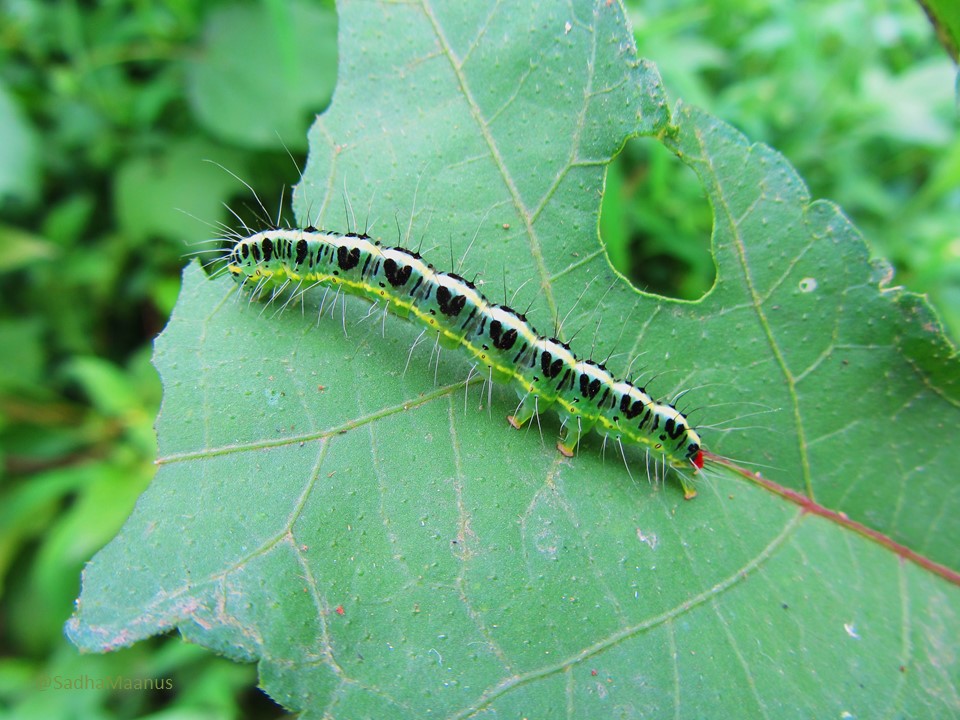 SadhaMaanus's tweet image. Let’s see something green🌲
||🖤||🖤||🖤||🖤||🖤||#theme_Pic_India_Insects
#SadhaMaanusClicks