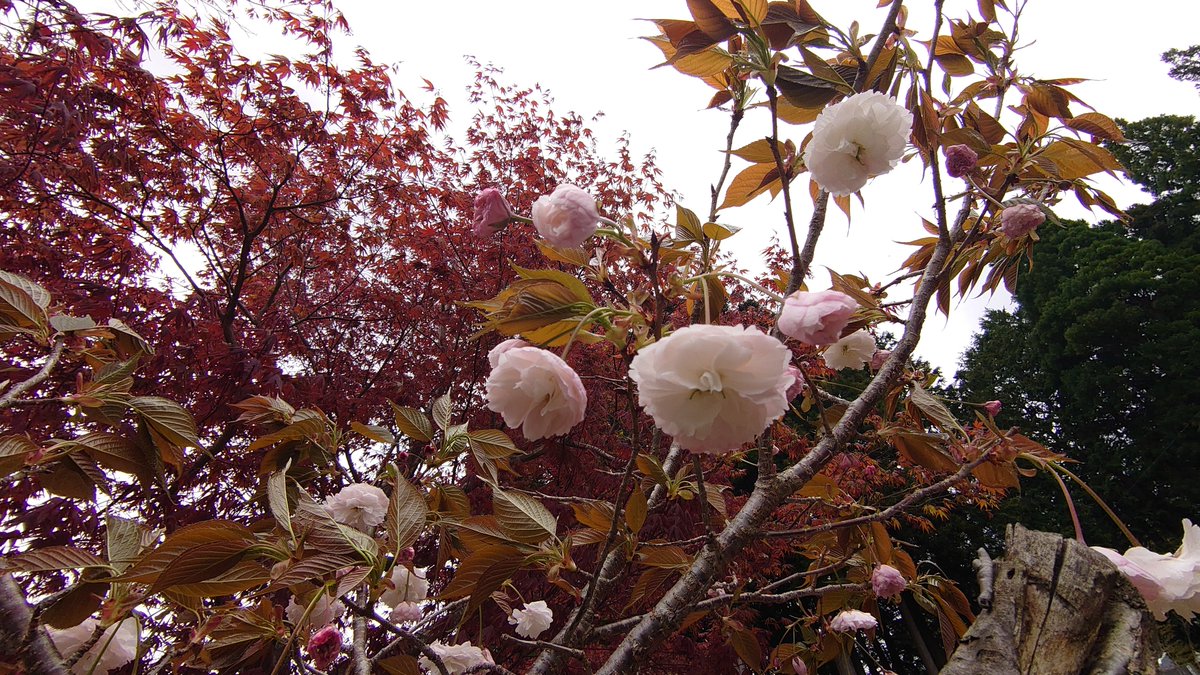 裏庭の桜が咲きました

これはサトザクラ群の代表的な品種であるカンザン（関山）らしいです（AI調べ）

庭で桜の花見出来るのってえぇなぁ…
まぁその花見も1人（独り）なんですがね（笑）