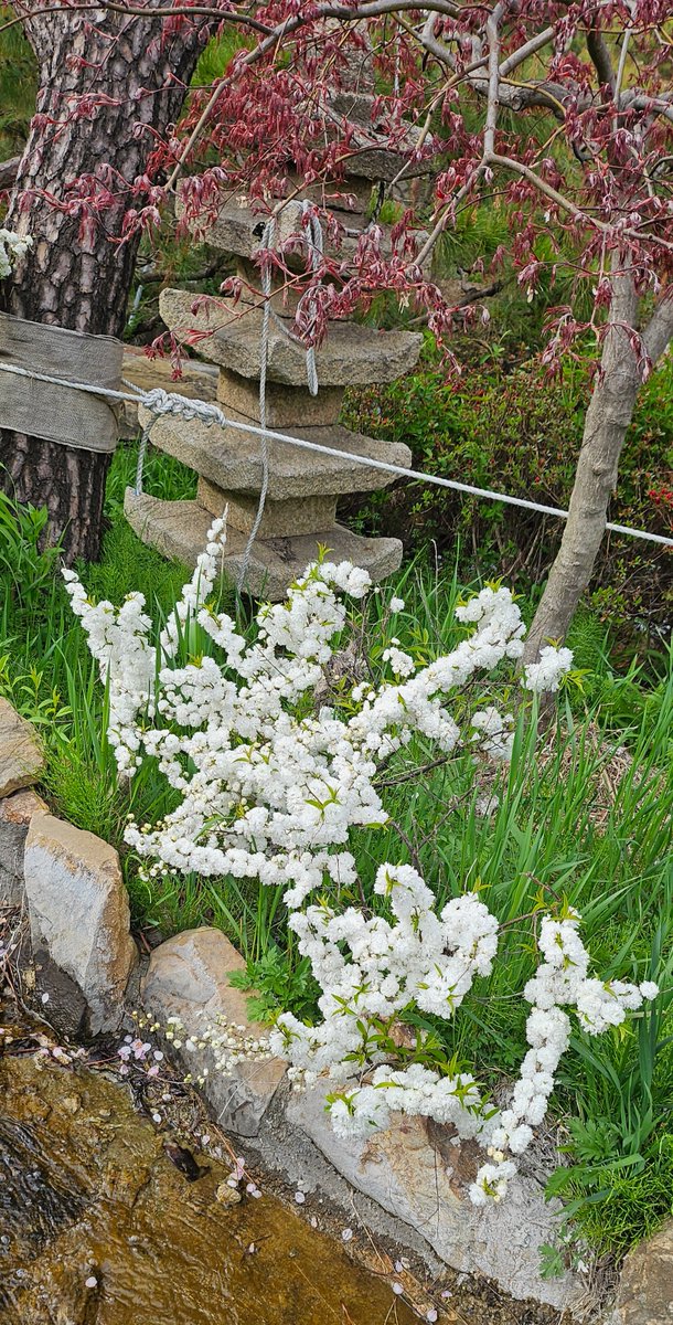 학교에 꽃이 너무 예쁘게 폈어