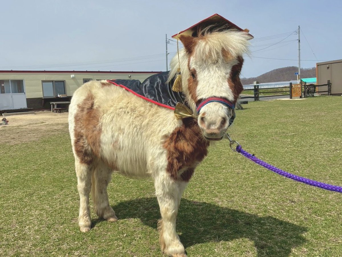 おひさま牧場 tweet media