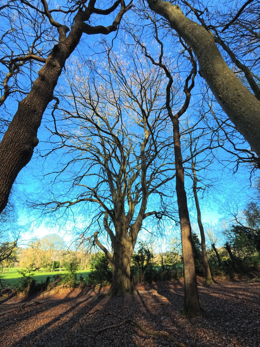 walks_camera's tweet image. Guarding the edge of the woodland #trees #woodland #treeclub