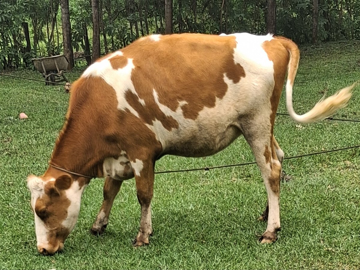 Samwel Wekesa tweet media