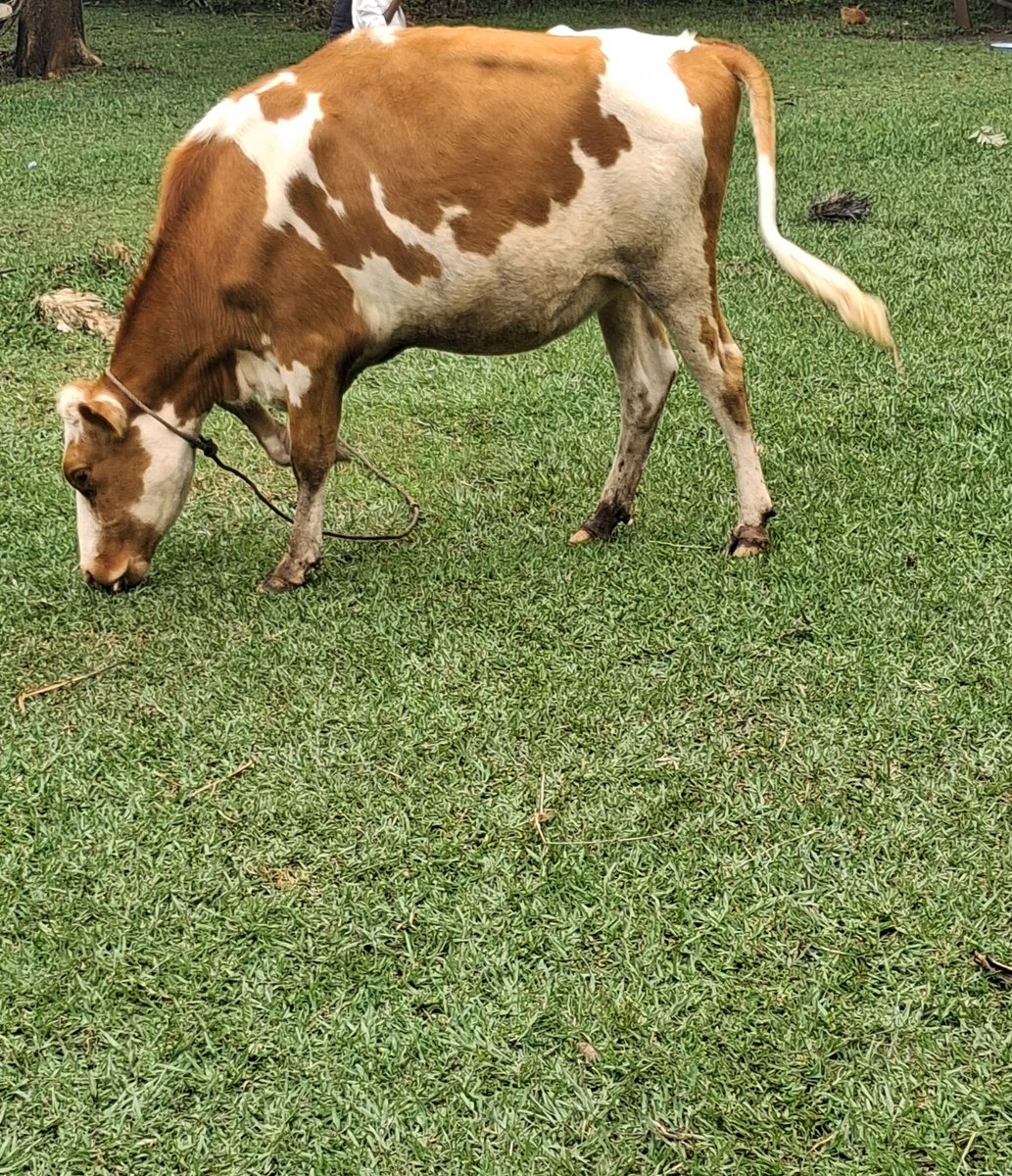 Samwel Wekesa tweet media