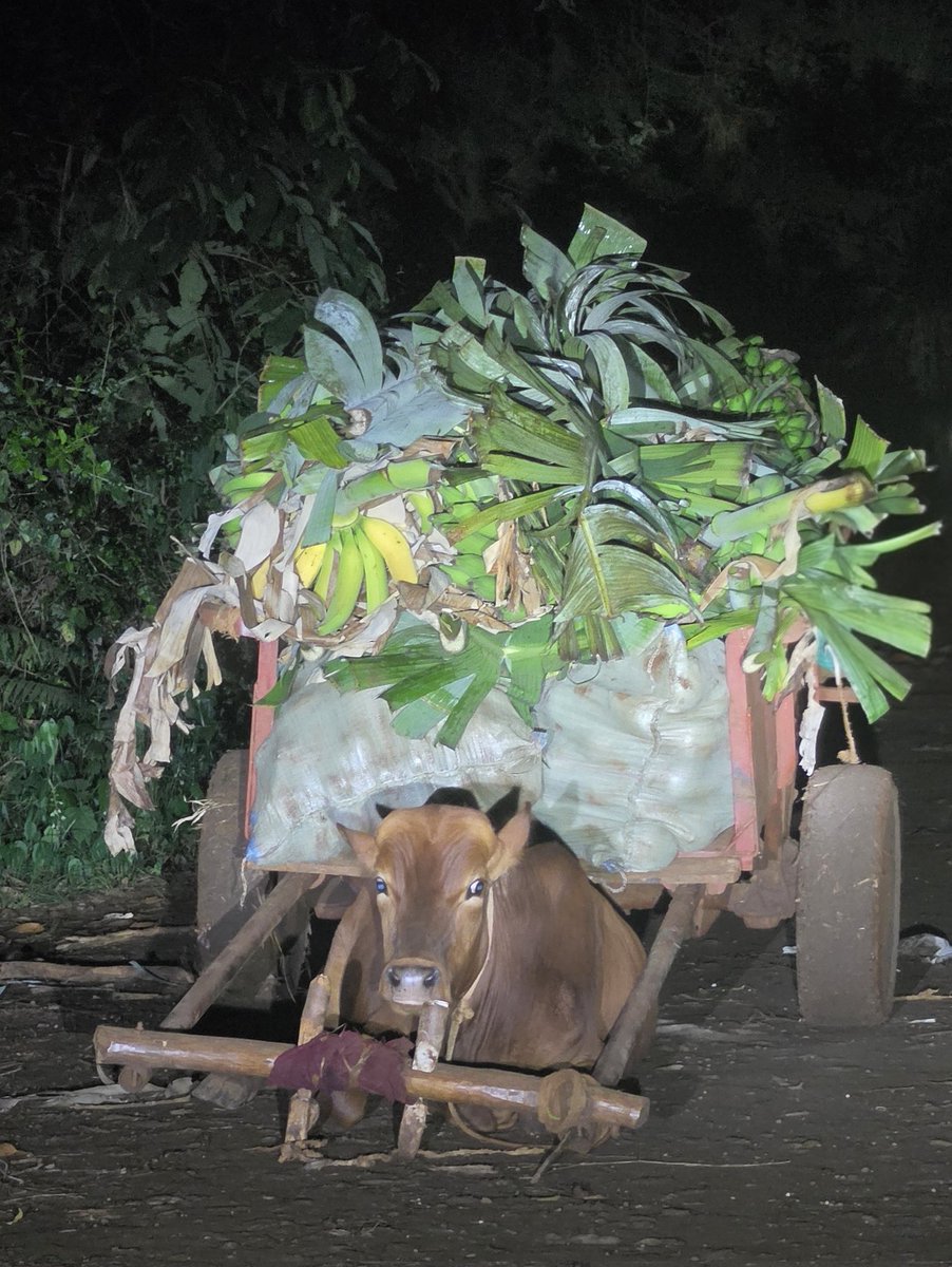 Joan Reals tweet media