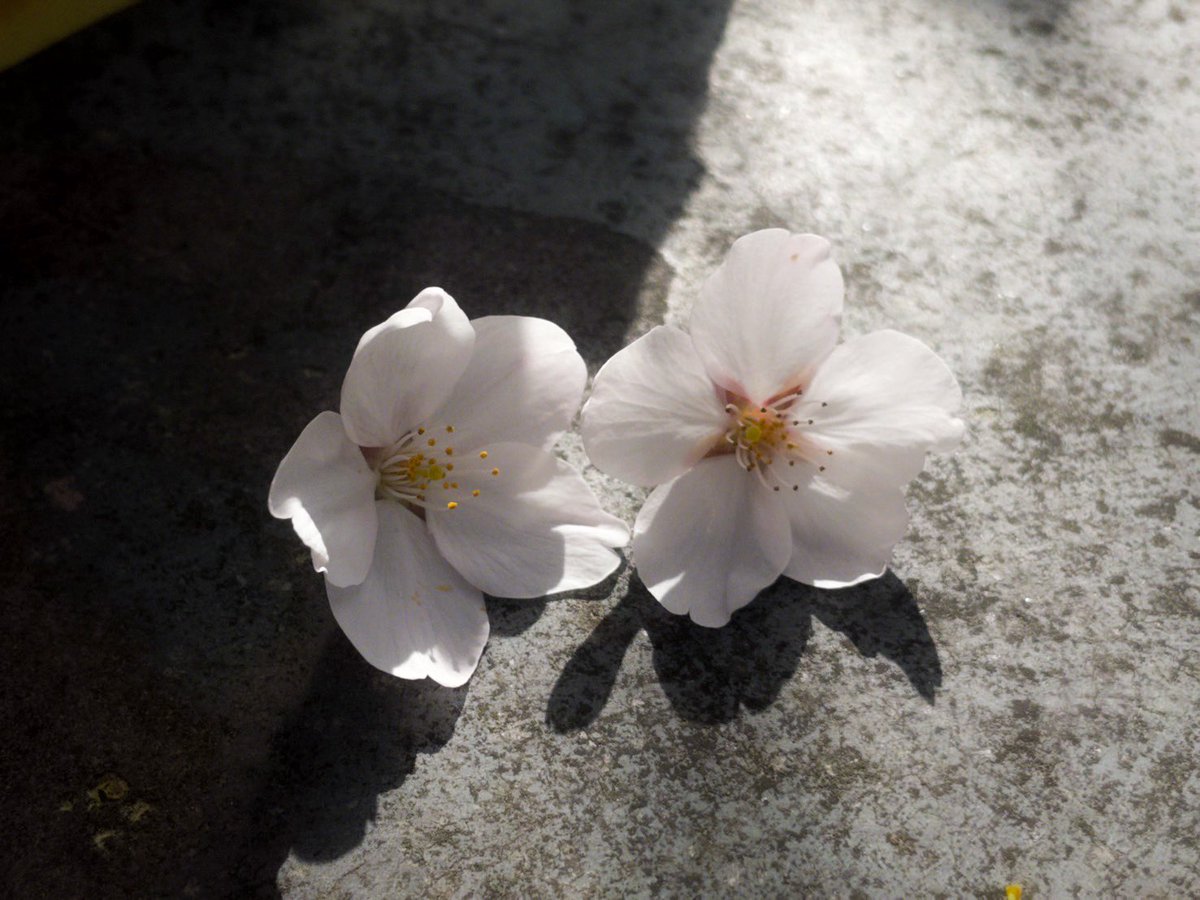 霞 (@flowingdays__) on Twitter photo 