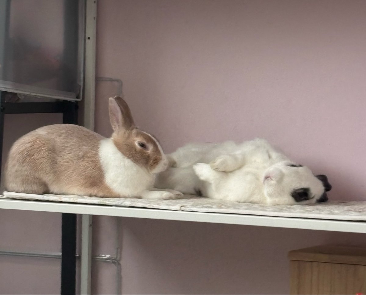 쥬쥬비비 tweet media