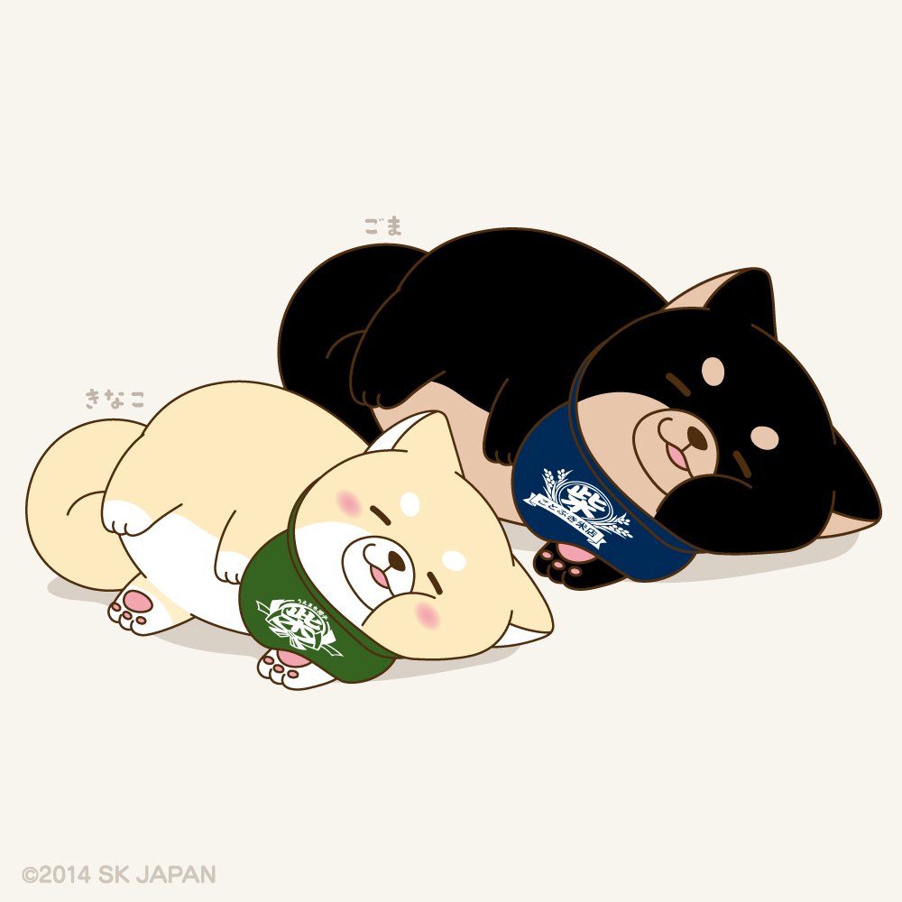 忠犬もちしば【公式】 tweet media