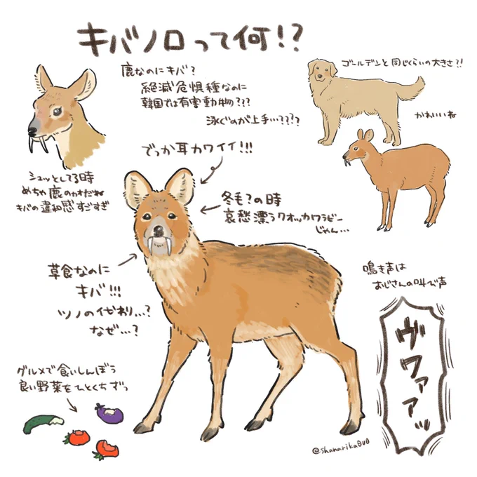 キバノロって何!?
知らない可愛いに出会ってしまった
異世界の動物じゃん…
韓国では街中でも見れるって本当ですか?
たぬきくらいフィーバーして写真沢山流れてこないかな 