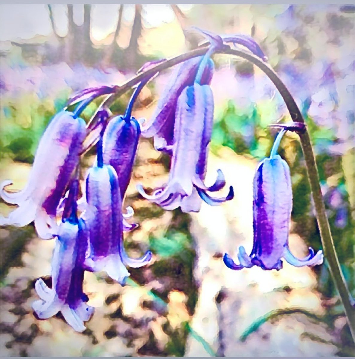 RuthMcDonald1's tweet photo. Bluebells are out in the woods and giving a beautiful carpet of colour - one of our most precious wild flowers and a wonderful sight each Spring
#Bluebells #carpetofblue #Fridaymorning #woodland #KentBluebells #Painting #paintingnature #woodlandwalk #weekendwalk #prettyflowers https://t.co/UKyJEPF9Uv